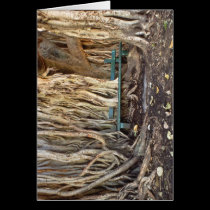 Moreton Bay Fig Growing Through Bench cards