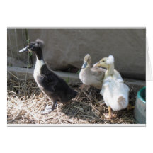 morgaine, maude, guinivere greeting cards