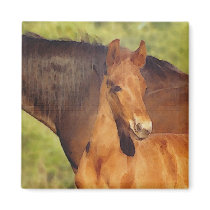 Morgan foal magnet by KheestoneImages Morgan foal magnet