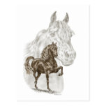 Morgan Gaited Horse Art Post Card