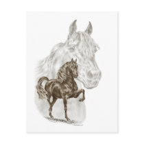 Morgan Gaited Horse Art Post Card