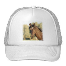 Morgan Horse Baseball Hat