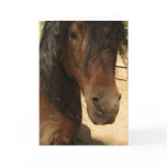 Morgan Horse Beauty Card