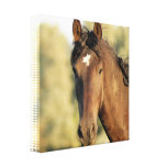 Morgan Horse Canvas Print
