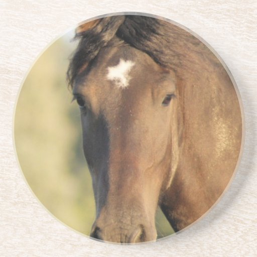 Morgan Horse Coaster