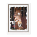Morgan Horse Happy Post Cards
