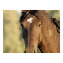 Morgan Horse Postcard