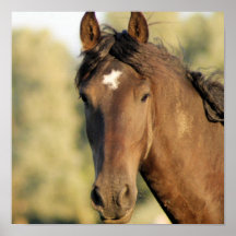 Morgan Horse Poster
