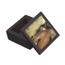 Morgan Horse Premium Gift Box