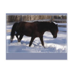 Morgan Horse Winter Wonderland Blank Post Cards