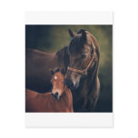 Morgan Mare and Foal Postcard