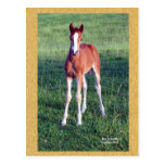 MorganFillyWoodFram postcards