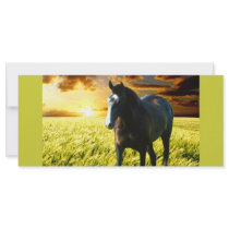 MORISCO AT SUNSET Rack Card