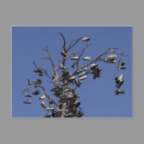 morley field shoe tree postcards