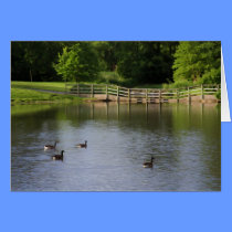 Morning at the Pond cards
