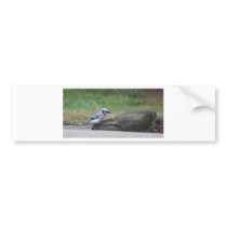 Morning Blue Jay Bumper Sticker