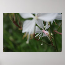 Morning Blur Poster