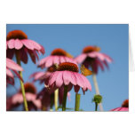 Morning Delight Greeting Cards