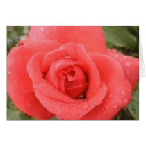 Morning Dew IV cards by jrrchrdsn72 Morning Dew IV cards