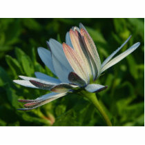 Morning Dew On Flower photo sculptures