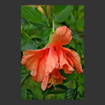 Morning Dew Orange Hibiscus Poster posters by dduhaime55 Morning Dew Orange Hibiscus Poster posters
