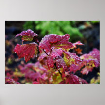 Morning Dew Print