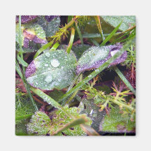 Morning Dew Refrigerator Magnet