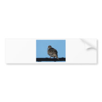 morning dove bumper sticker