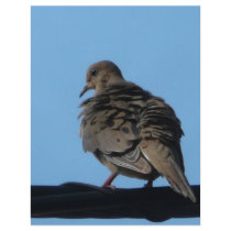 morning dove flyers