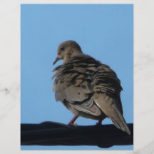 morning dove flyer