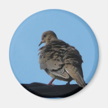 morning dove magnets