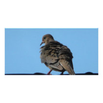 morning dove custom photo card