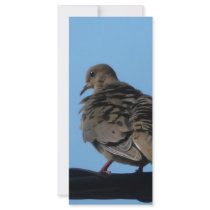 morning dove rack cards