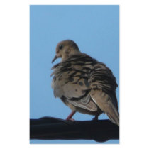 morning dove stationery