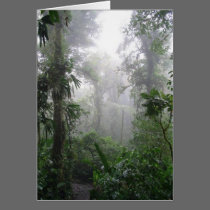 Morning Fog cards