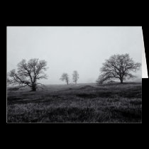 Morning Fog cards
