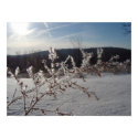 Morning Frost posters by artworkbydarlene Morning Frost posters