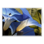 Morning Glories Greeting Cards
