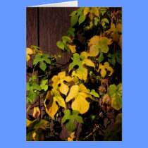 Morning Glories cards