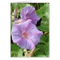Morning Glories Card with Poetry by cahyman Morning Glories Card with Poetry