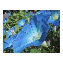 Morning Glories on Cape Cod posters