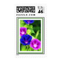 Morning Glories Postage Stamp