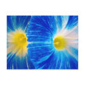 morning glories postcards by ginaayerssignore morning glories postcards