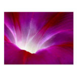 Morning Glory (2) Post Card