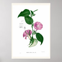 Morning glory(Argyreia sp) Print