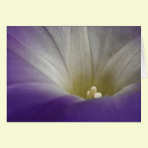 Morning Glory Card
