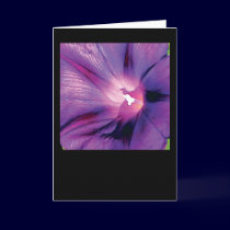 Morning Glory cards