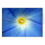 Morning Glory