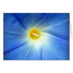 Morning Glory cards