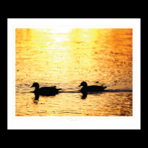 Morning Glory: Florida Sunrises #x111910 posters